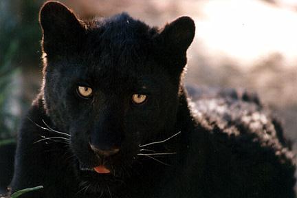 Blackpanther - 81.jpg